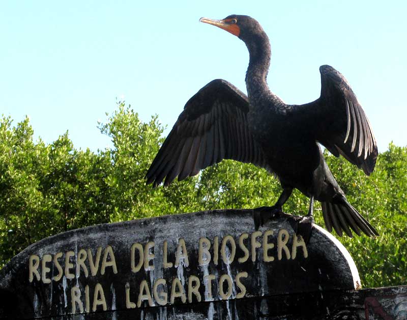 Double-crested Cormorant, PHALACROCORAX AURITUS