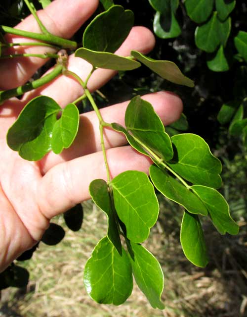 Mareña, CAESALPINIA VESICARIA, compound leaf