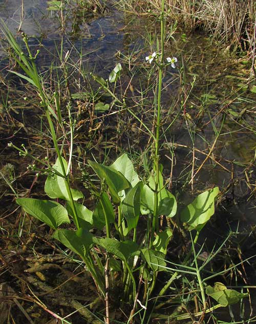 Burhead, ECHINODORUS BERTEROI