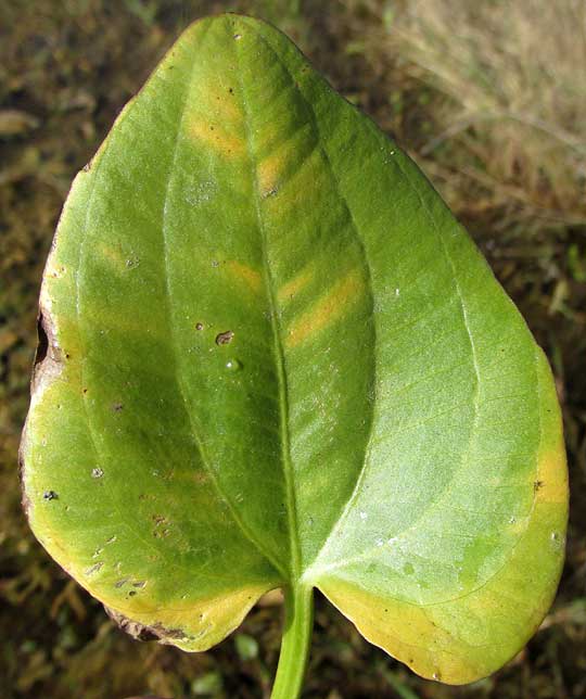 Burhead, ECHINODORUS BERTEROI, leaf