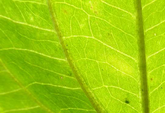 Burhead, ECHINODORUS BERTEROI, leaf veins