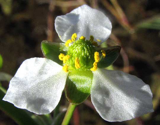 Burhead, ECHINODORUS BERTEROI, flower