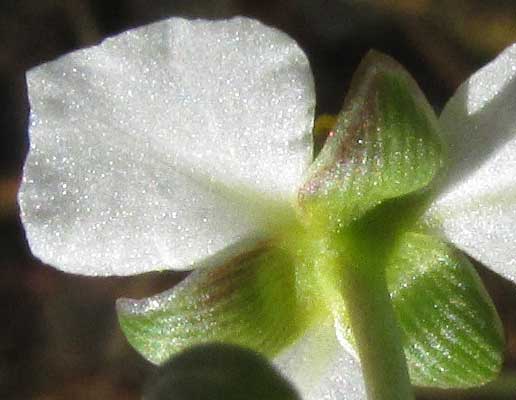 Burhead, ECHINODORUS BERTEROI, sepals