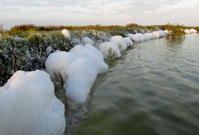 sea foam at water's edge