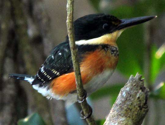 Pygmy Kingfisher, CHLOROCERYLE AENEA STICTOPTERA, side view