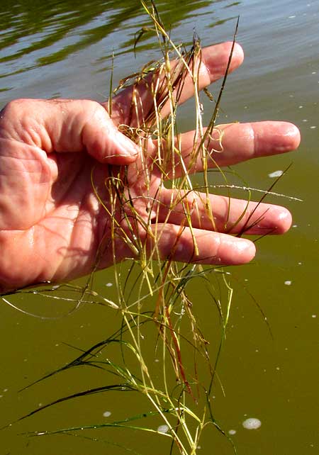 Widgeongrass, RUPPIA MARITIMA