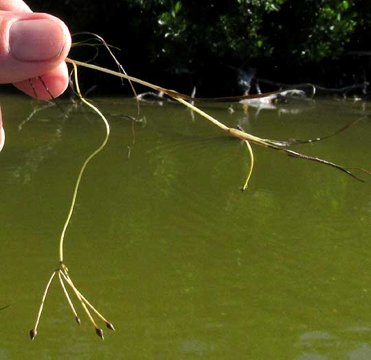 Widgeongrass, RUPPIA MARITIMA, fruits on long peduncle