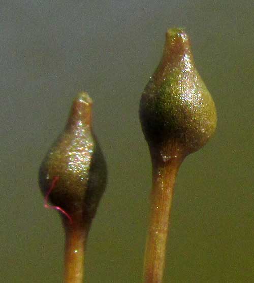 Widgeongrass, RUPPIA MARITIMA, fruits