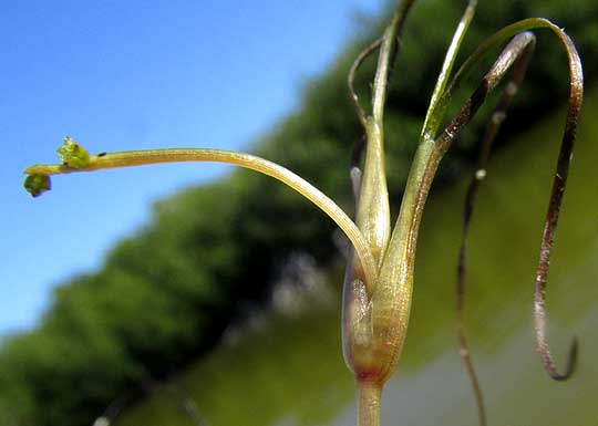 Widgeongrass, RUPPIA MARITIMA, flowers on expanding peduncle