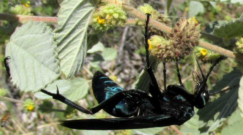 Mexican Tarantula Hawk, PEPSIS MEXICANA