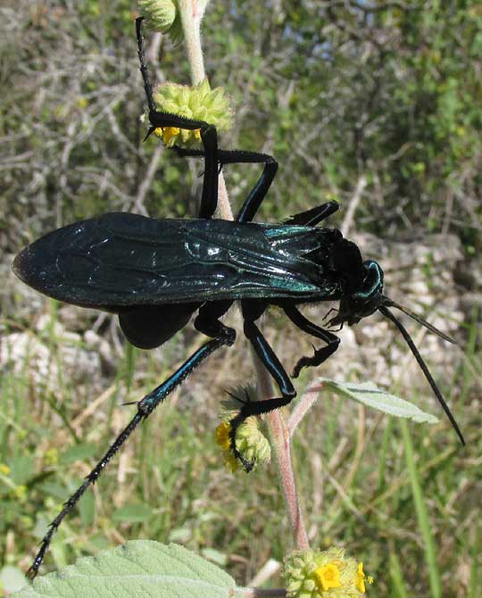 Mexican Tarantula Hawk, PEPSIS MEXICANA, top view with wing veins