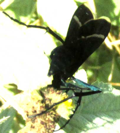 Mexican Tarantula Hawk, PEPSIS MEXICANA, white wing tips showing