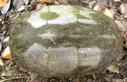 White-lipped Mud Turtle, KINOSTERNON LEUCOSTOMUM, carapace