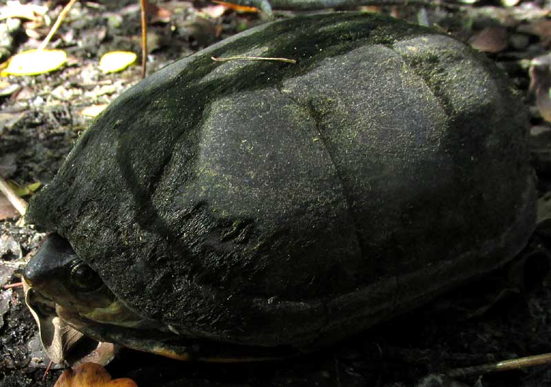 White-lipped Mud Turtle, KINOSTERNON LEUCOSTOMUM