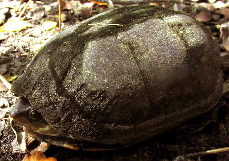 White-lipped Mud Turtle, KINOSTERNON LEUCOSTOMUM