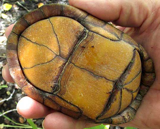 White-lipped Mud Turtle, KINOSTERNON LEUCOSTOMUM, plastron