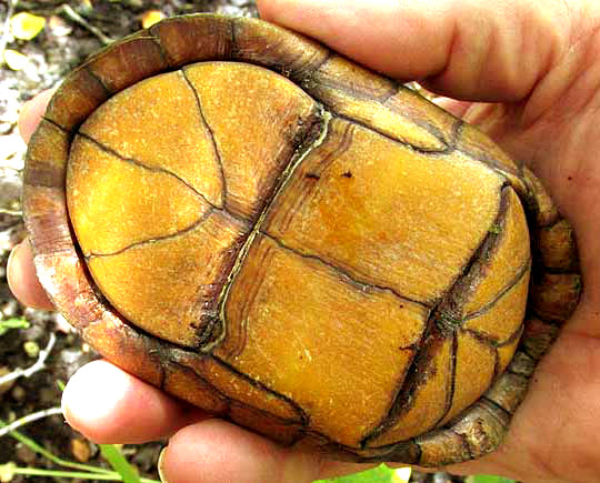 White-lipped Mud Turtle, KINOSTERNON LEUCOSTOMUM, plastron