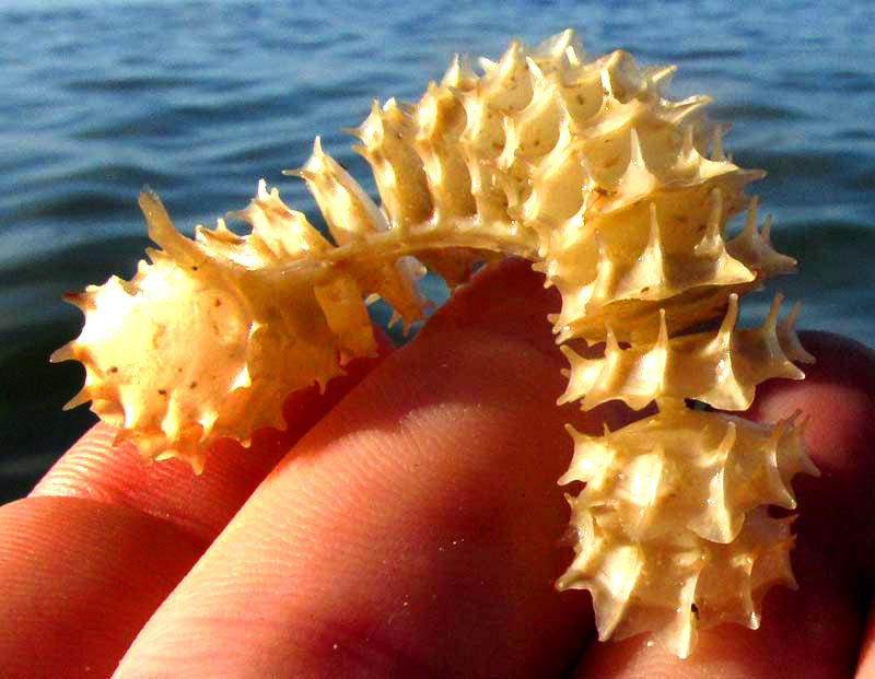 Egg Case of Pear Whelk, BUSYCOTYPUS SPIRATUS