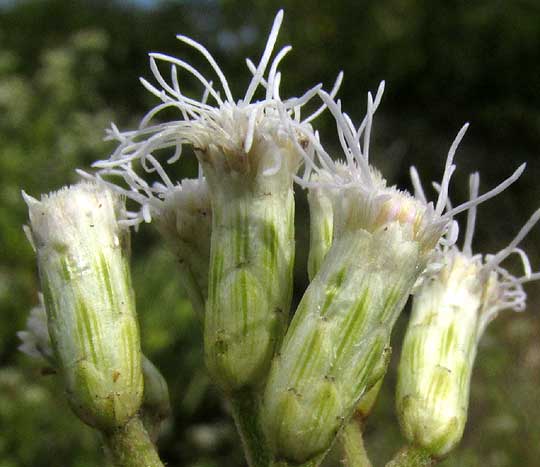  Black Mangrove, AVICENNIA GERMINANS, heads