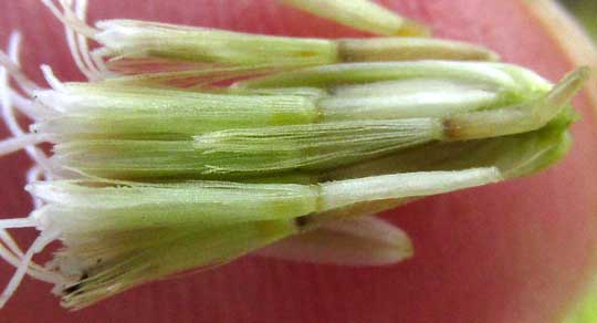  Black Mangrove, AVICENNIA GERMINANS, disc flowers