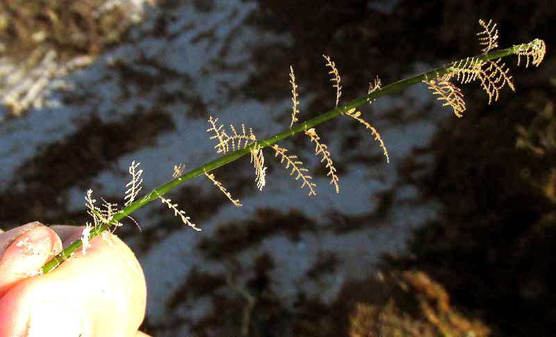 Aglaophenia Hydroid