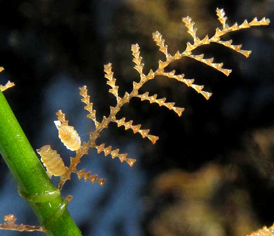 Aglaophenia Hydroid, colony