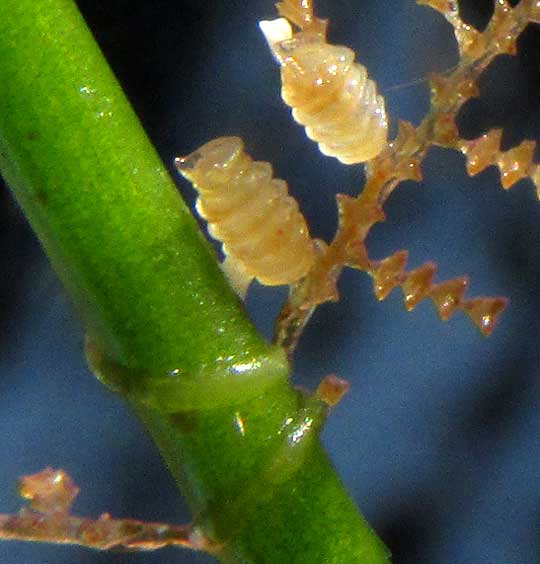 Aglaophenia Hydroid, corbulae