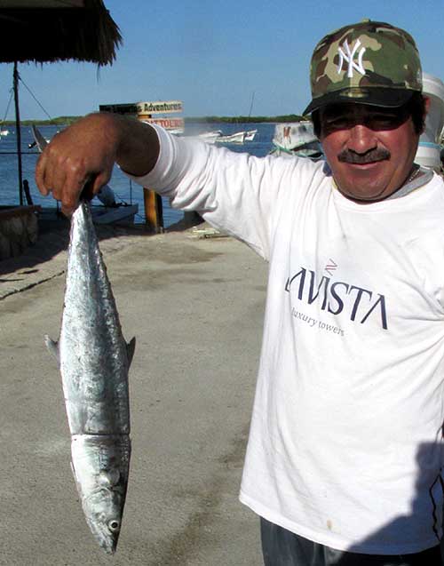 King Mackerel, SCOMBEROMORUS CAVALLA