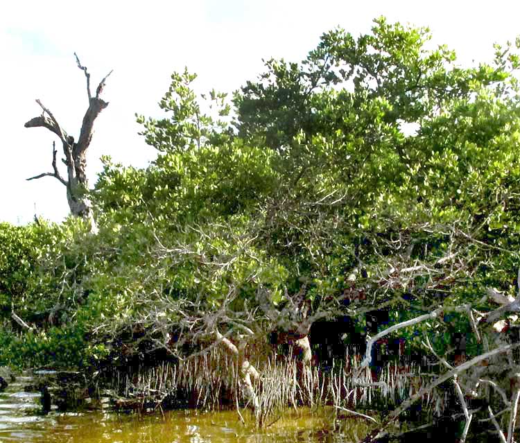  Black Mangrove, AVICENNIA GERMINANS, habitat