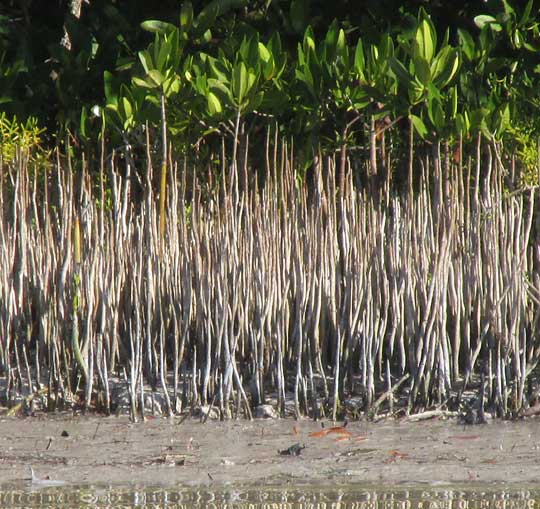  Black Mangrove, AVICENNIA GERMINANS, pneumatophores