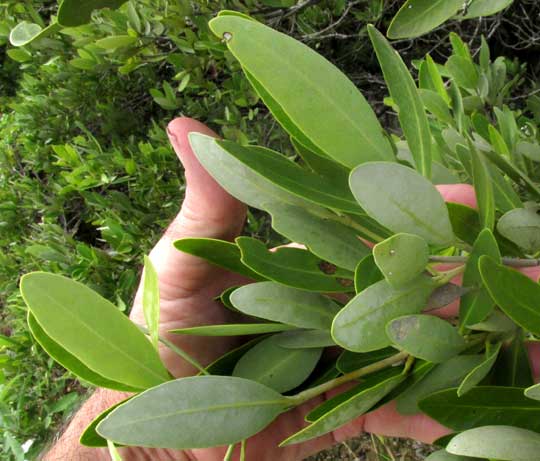  Black Mangrove, AVICENNIA GERMINANS, leaves