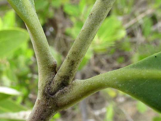  Black Mangrove, AVICENNIA GERMINANS, leaf bases