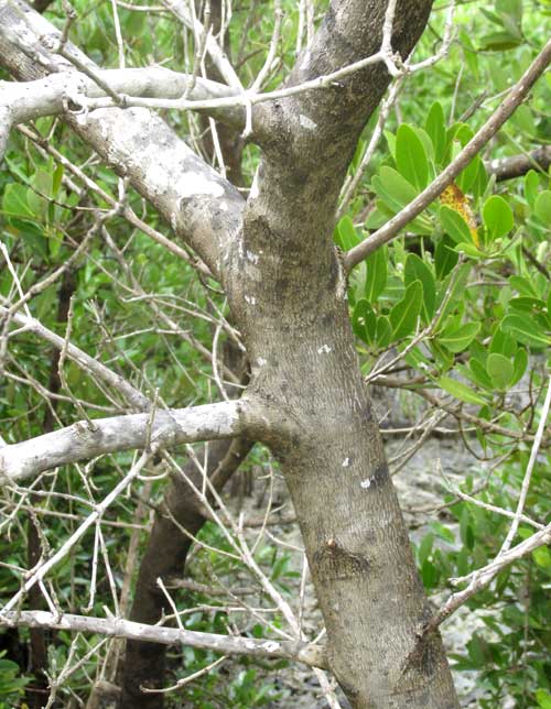  Black Mangrove, AVICENNIA GERMINANS, trunk