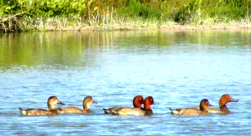 Redhead Ducks, AYTHYA AMERICANA, in the Yucatan