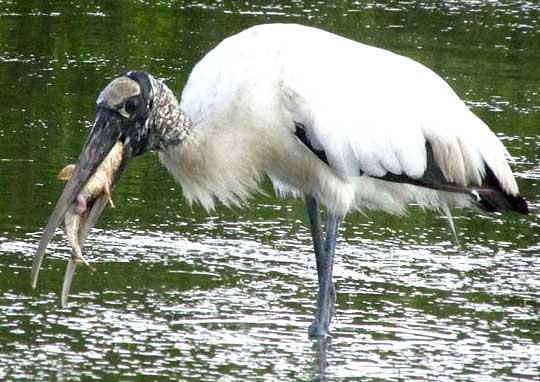 Wood Stork, MYCTERIA AMERICANA, about to swallow a Banded Blenny