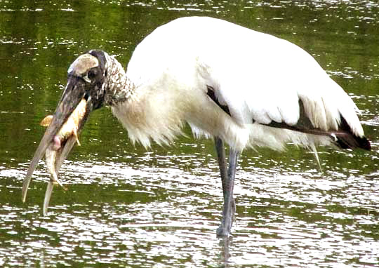 Wood Stork, MYCTERIA AMERICANA, about to swallow a Banded Blenny