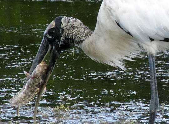 Wood Stork, MYCTERIA AMERICANA,working on a Banded Blenny
