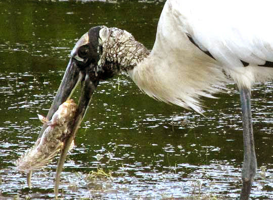 Wood Stork, MYCTERIA AMERICANA,working on a Banded Blenny