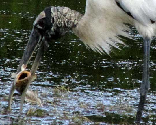 Wood Stork, MYCTERIA AMERICANA, catching a Banded Blenny