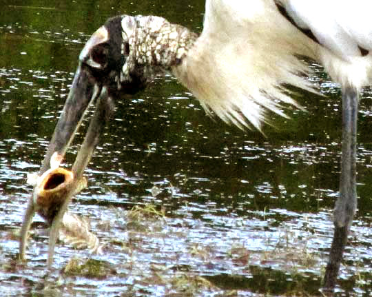 Wood Stork, MYCTERIA AMERICANA, catching a Banded Blenny