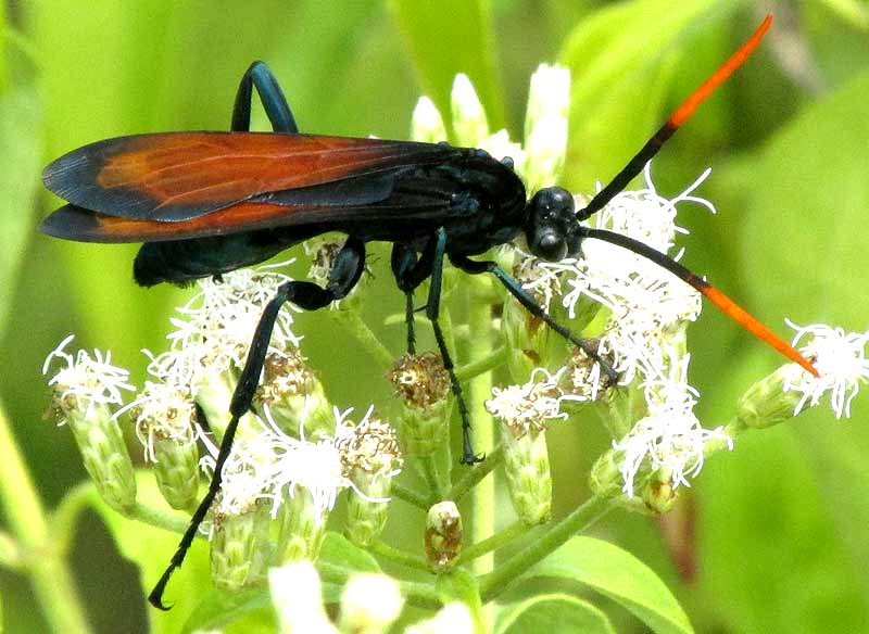 Milde's Tarantula Hawk, PEPSIS MILDEI