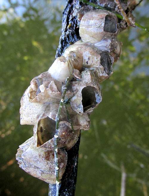 Ivory Barnacle, AMPHIBALANUS EBURNEUS, close-up