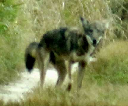 Coyote, CANIS LATRANS