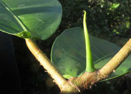 FICUS MAXIMA, petiole & terminal bud