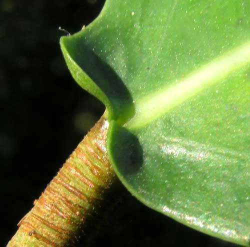 FICUS MAXIMA, leaf base with lobes