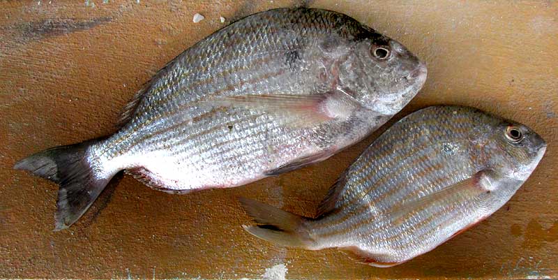  Western Atlantic Seabream, ARCHOSARGUS THOMBOIDALIS