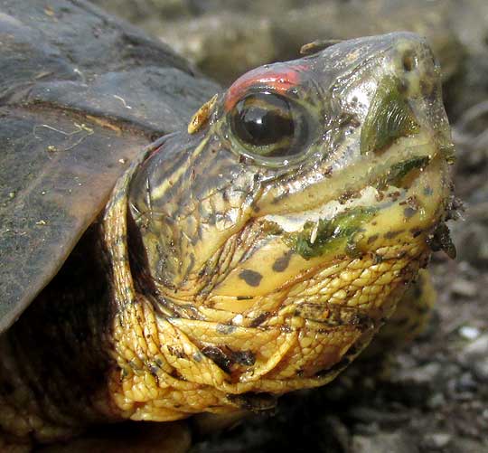 Furrowed Wood Turtle, RHINOCLEMMYS AREOLATA, head