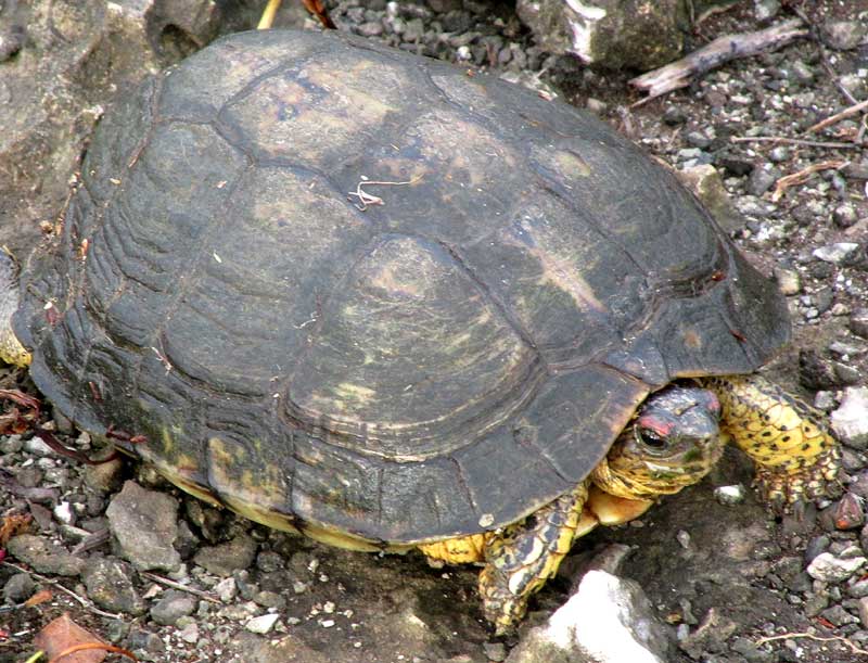 Furrowed Wood Turtle, RHINOCLEMMYS AREOLATA