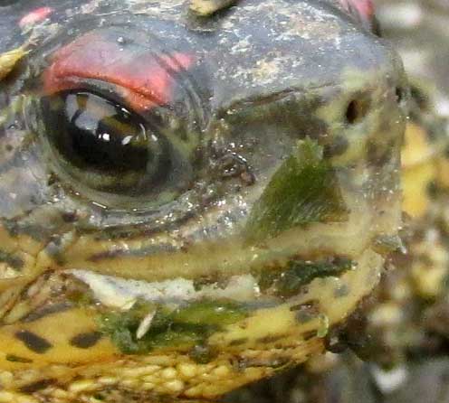 Furrowed Wood Turtle, RHINOCLEMMYS AREOLATA, indented upper mandible front