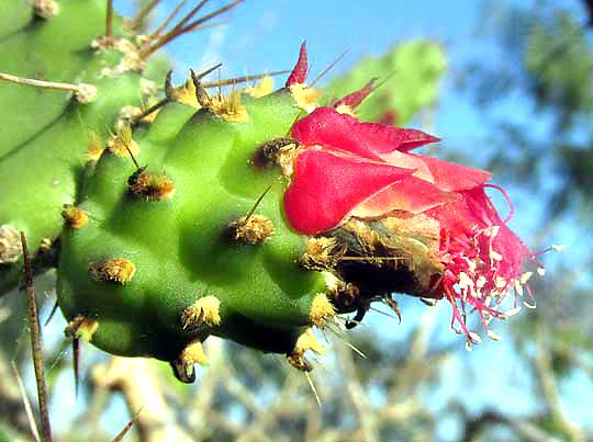 NOPALEA INAPERTA flower